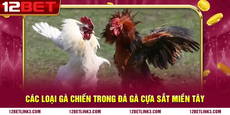 Các loại gà chiến trong đá gà cựa sắt miền Tây