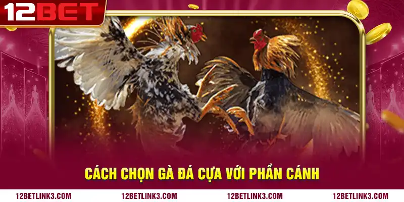 Cách chọn gà đá cựa với phần cánh