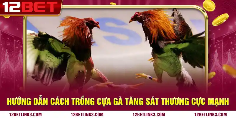 Hướng dẫn cách trồng cựa gà tăng sát thương cực mạnh