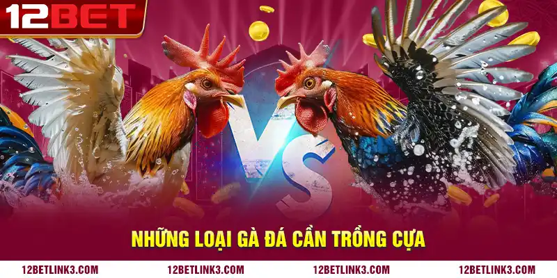 Những loại gà đá cần trồng cựa